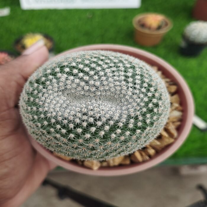 Mammillaria parkinsonii (Owl's Eye Pincushion) - Image 3