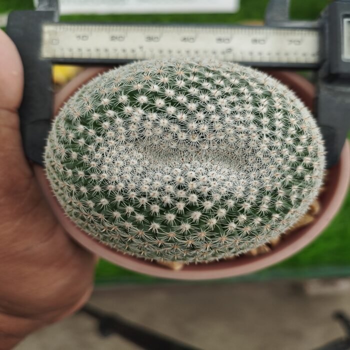 Mammillaria parkinsonii (Owl's Eye Pincushion) - Image 4