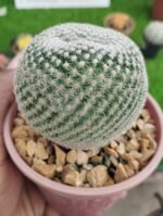 Mammillaria parkinsonii (Owl's Eye Pincushion) - Image 2