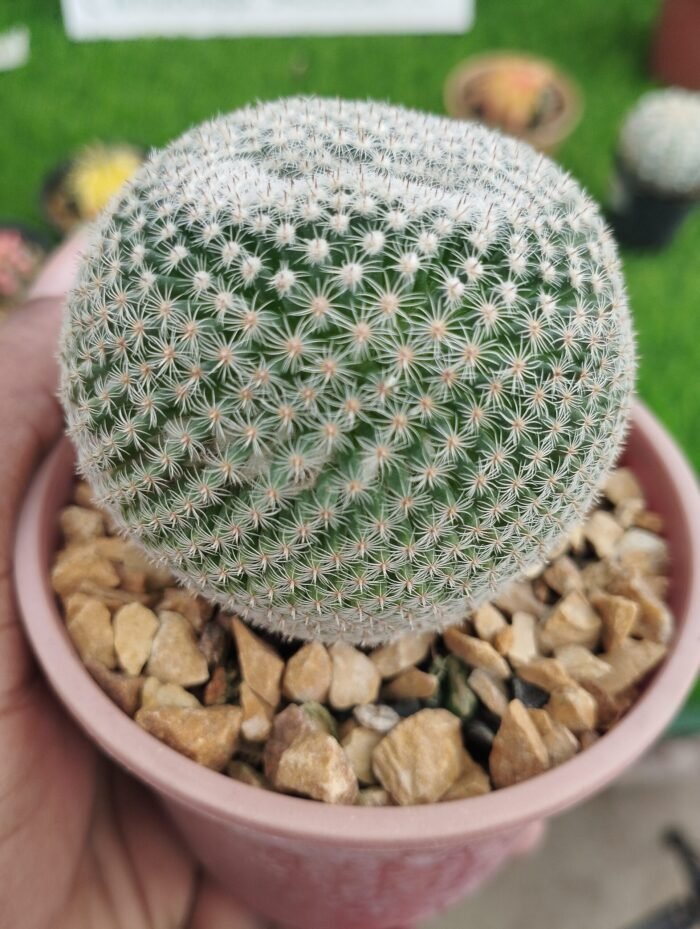 Mammillaria parkinsonii (Owl's Eye Pincushion) - Image 2
