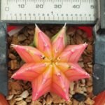 Variegated Gymnocalycium