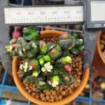 Gymnocalycium Montrose Transformer