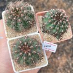 GYMNOCALYCIUM MESOPOTAMICUM ( RARE TO FIND )