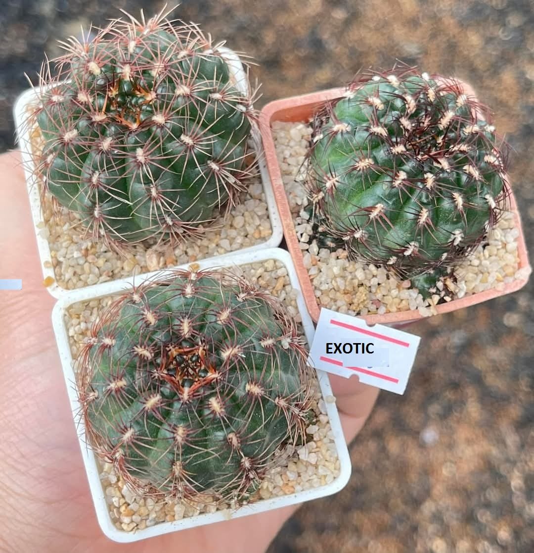 GYMNOCALYCIUM MESOPOTAMICUM