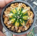 Variegated Gymnocalycium Balance color
