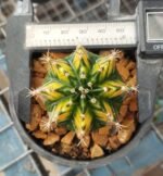 Variegated Gymnocalycium Balance color - Image 3