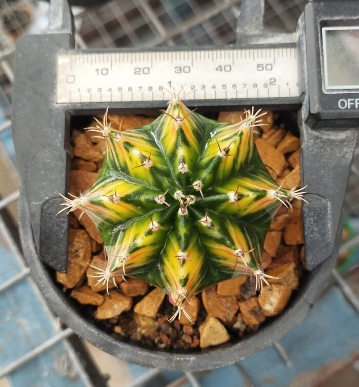 Variegated Gymnocalycium Balance color - Image 3
