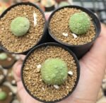 PSEUDOLITHOS MIGIURTINUS