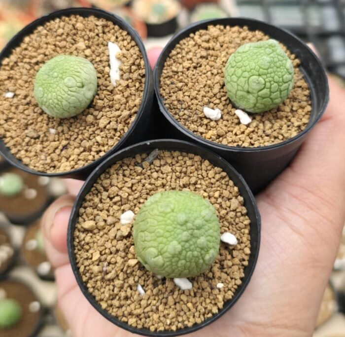 PSEUDOLITHOS MIGIURTINUS - Image 2