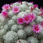 Mammillaria humboldtii
