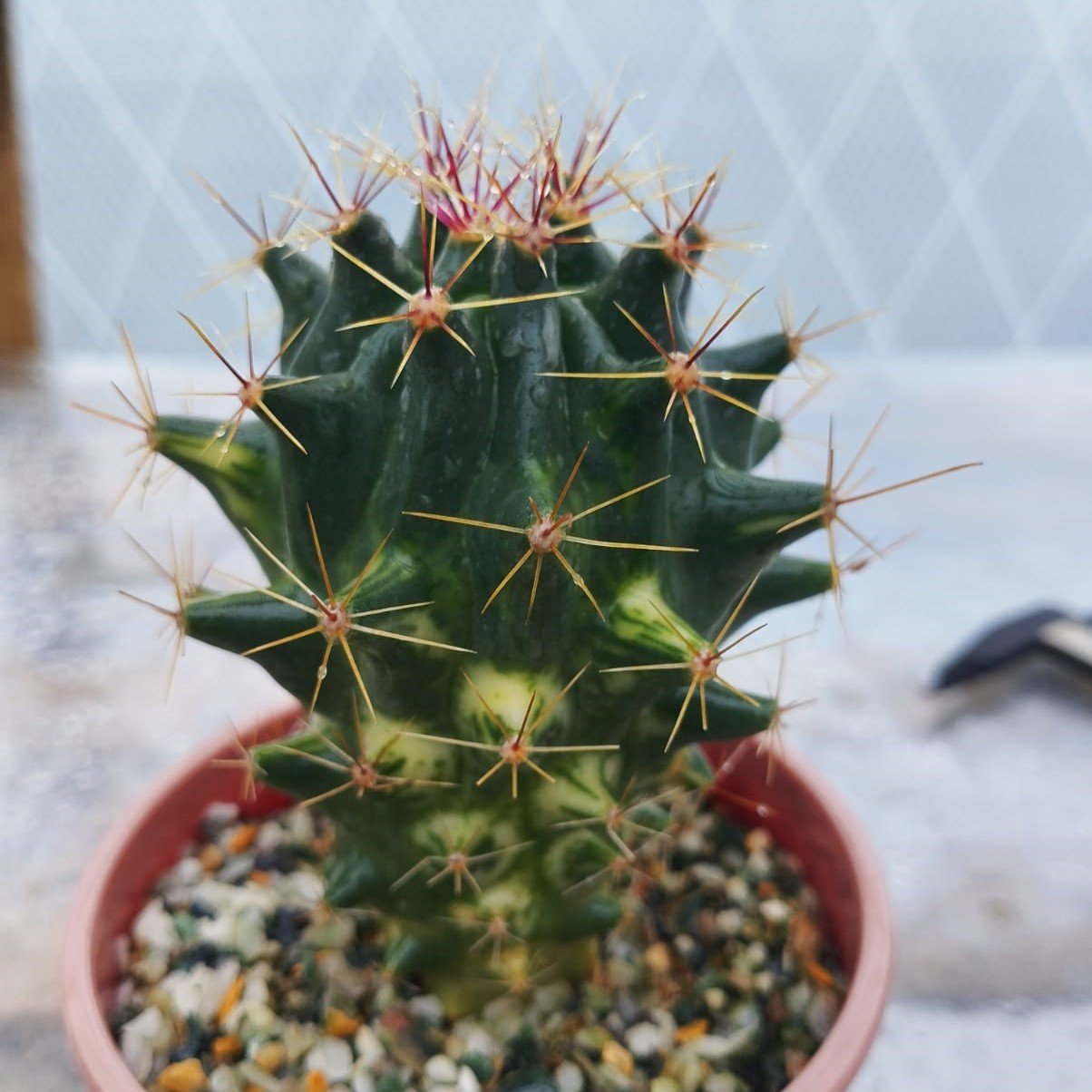 Ferocactus hamatacanthus variegated2