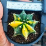 Gymnocalycium Variegated – Rare and Colorful Beauty - Image 2