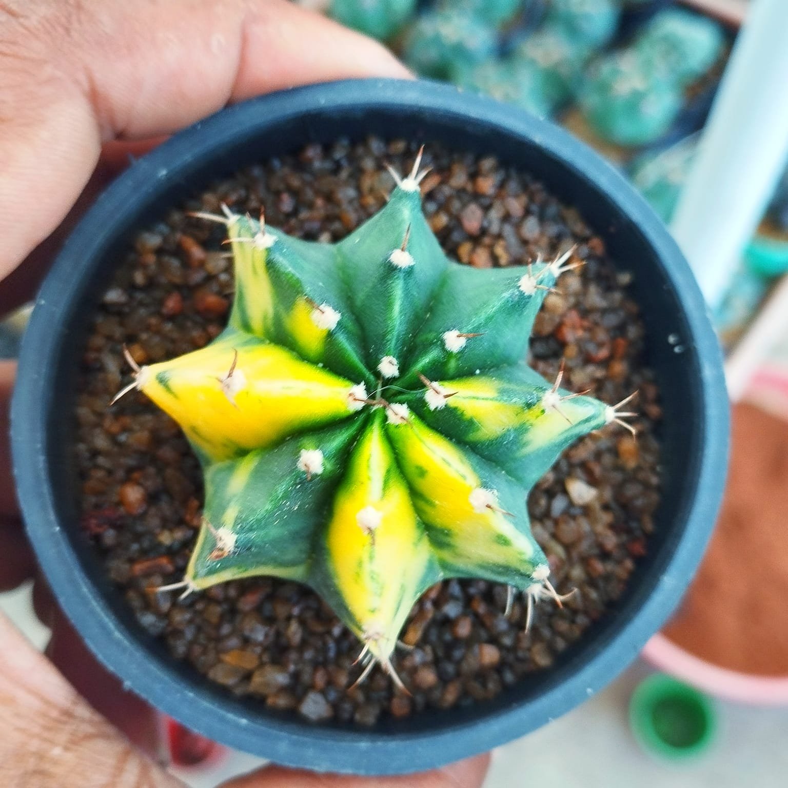 WhatsApp Image 2026-08-27 at 12.13.12 PM Gymnocalycium Variegated – Rare and Colorful Beauty - Image 1