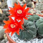 Matucana madisoniorum – Rare Peruvian Flowering Cactus