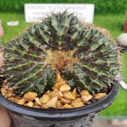 Gymnocalycium LBHB Crested