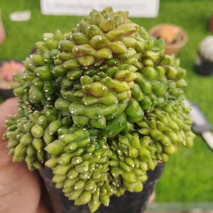Gymnocalycium inermis (Cristata) – Rare Crested Cactus | Exotic Plant World - Image 2