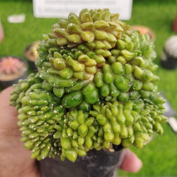 Gymnocalycium inermis (Cristata) – Rare Crested Cactus | Exotic Plant World - Image 3