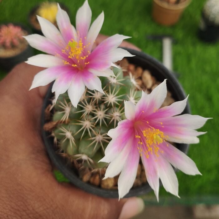 Mammillaria schumannii – Rare Miniature - Image 3