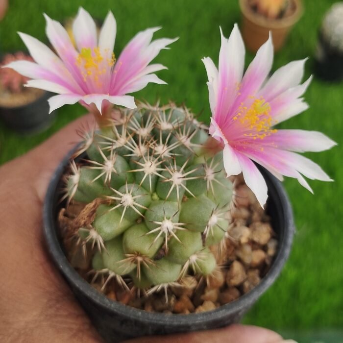 Mammillaria schumannii – Rare Miniature - Image 2