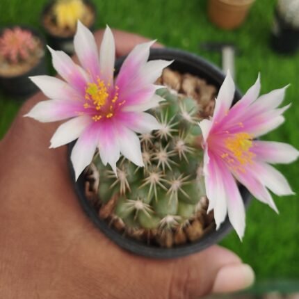 Mammillaria schumannii – Rare Miniature Cactus | Exotic Plant World