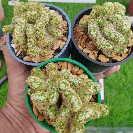 Mammillaria elongata cristata – Rare Brain Cactus | Exotic Plant World