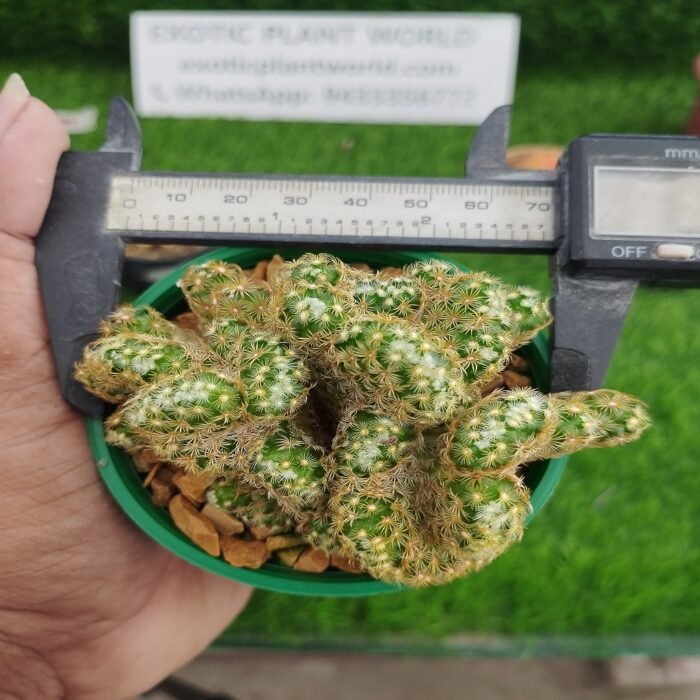 Mammillaria elongata cristata – Rare Brain - Image 2