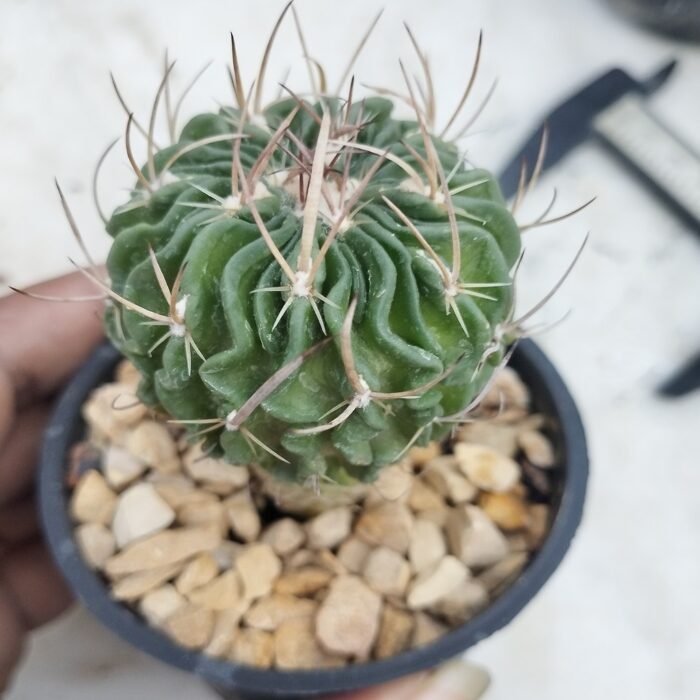 Stenocactus multicostatus Brain Cactus - Image 2