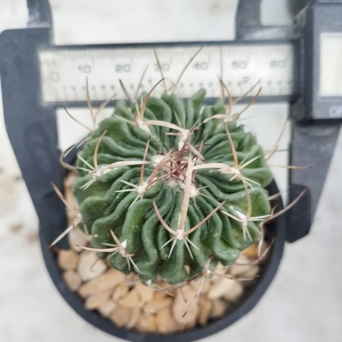 Stenocactus multicostatus Brain Cactus - Image 3