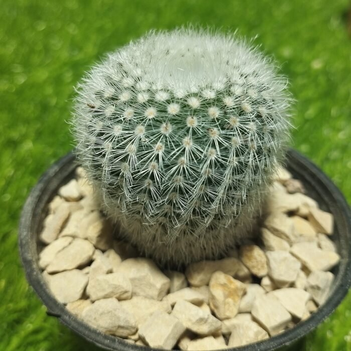 Notocactus scoparubra - Image 5