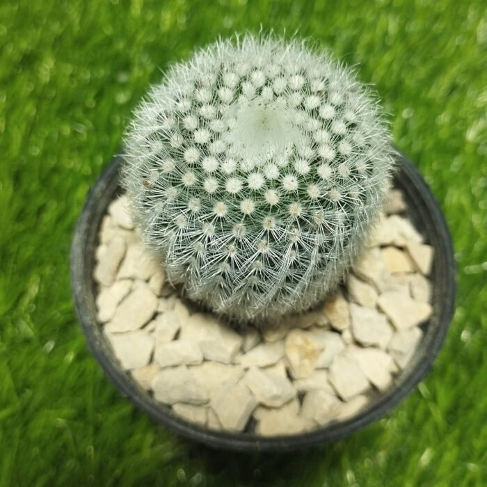 Notocactus scoparubra - Image 2