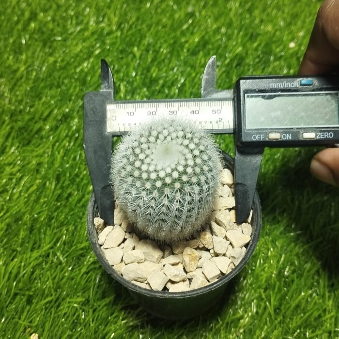 Notocactus scoparubra - Image 3