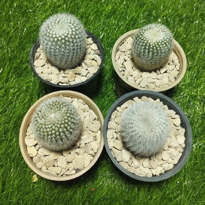 Notocactus scoparubra - Image 4