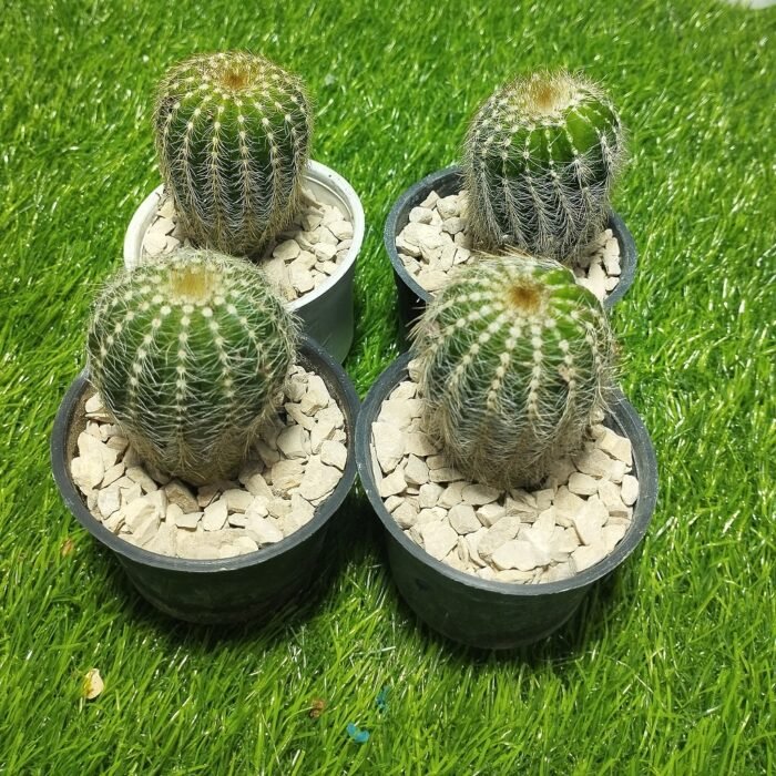 Notocactus Magnificus – Blue Ball Cactus - Image 2