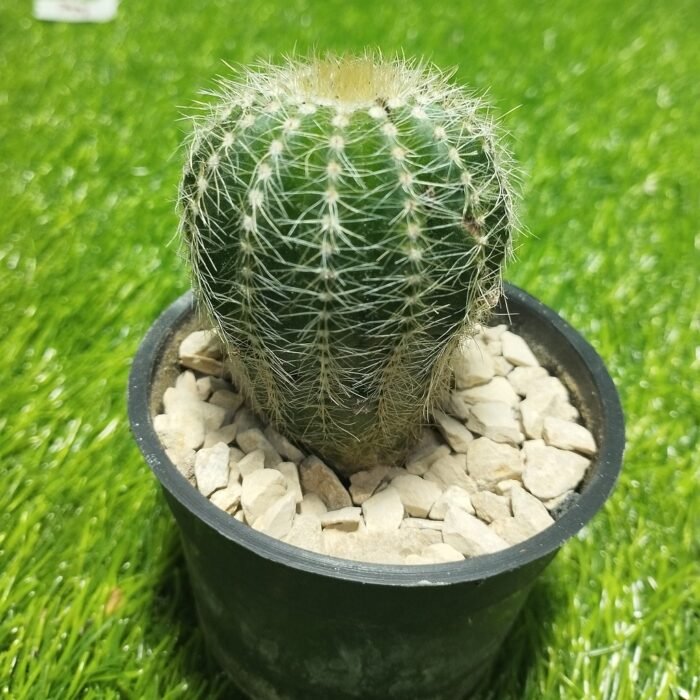 Notocactus Magnificus – Blue Ball Cactus - Image 3