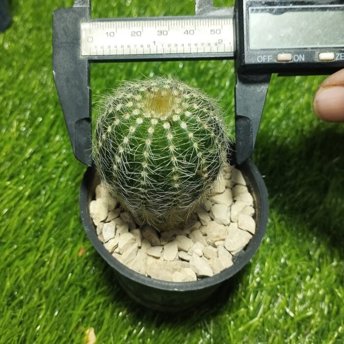 Notocactus Magnificus – Blue Ball Cactus - Image 4