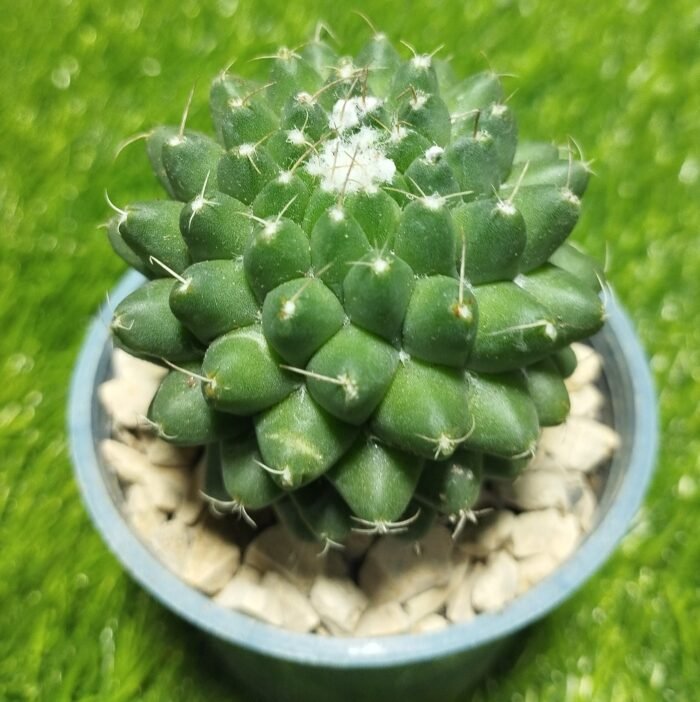 Mammillaria polythele – Rare Columnar Cactus | Exotic Plant World - Image 2