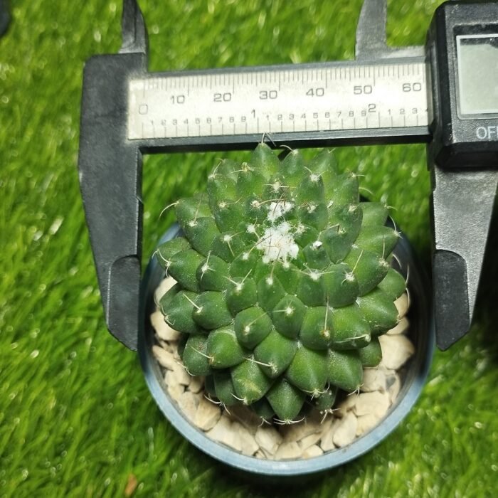 Mammillaria polythele – Rare Columnar Cactus | Exotic Plant World - Image 3