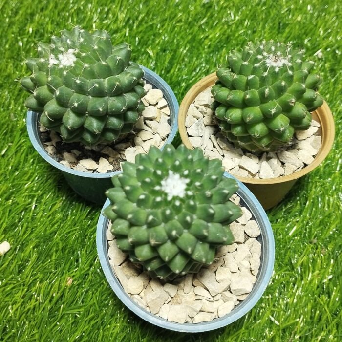 Mammillaria polythele – Rare Columnar Cactus | Exotic Plant World - Image 4