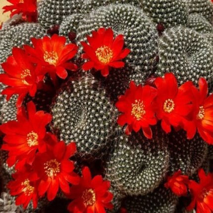 Rebutia Krainziana – Rare Mini Flowering Cactus | Exotic Plant World