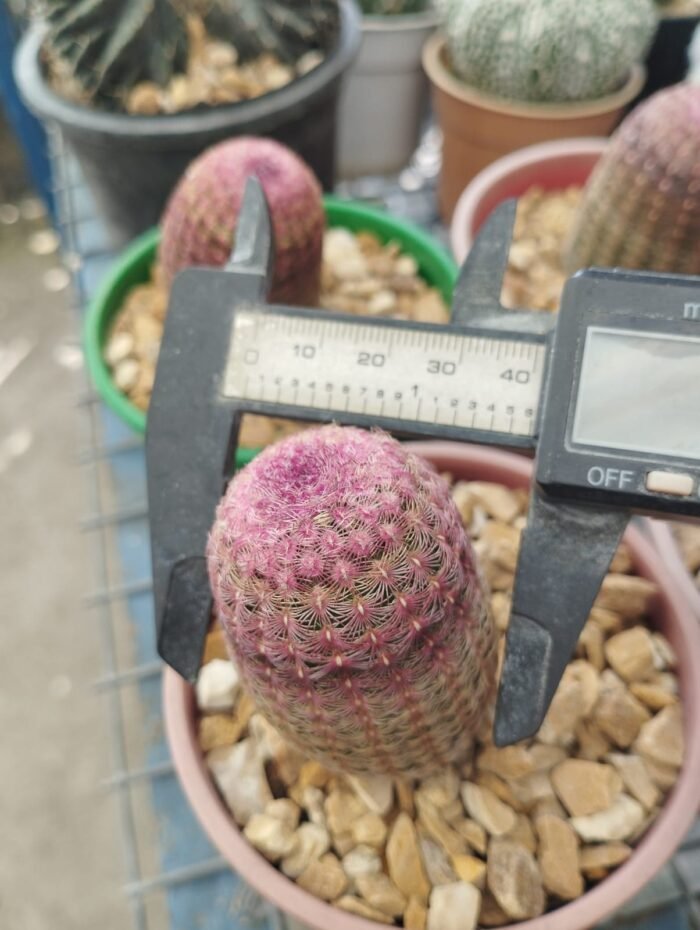 Rainbow Cactus ( Echinocereus rigidissimus rubrispinus ) - Image 2