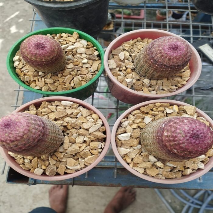 Rainbow Cactus ( Echinocereus rigidissimus rubrispinus ) - Image 3