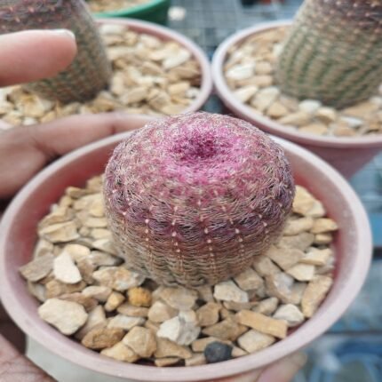 Rainbow Cactus ( Echinocereus rigidissimus rubrispinus )
