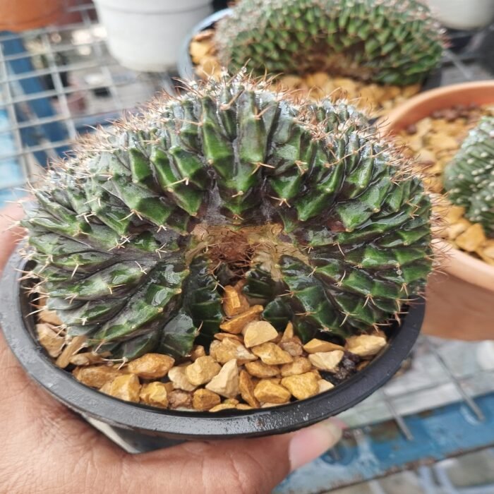Gymnocalycium LBHB Crested - Image 2