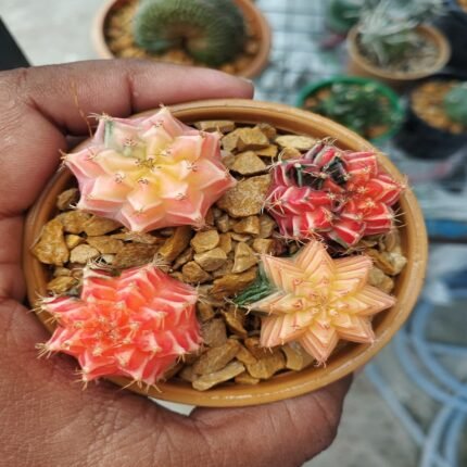 Gymnocalycium LB Hybrid Variegated 4pcs combo