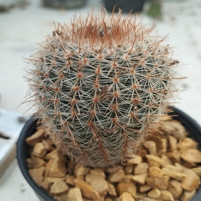 Parodia schlosseri – Rare Flowering Cactus | Exotic Plant World - Image 2