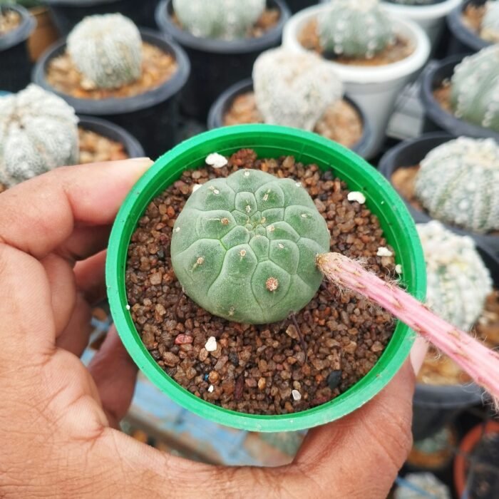 Matucana madisoniorum – Rare Peruvian Flowering Cactus - Image 2