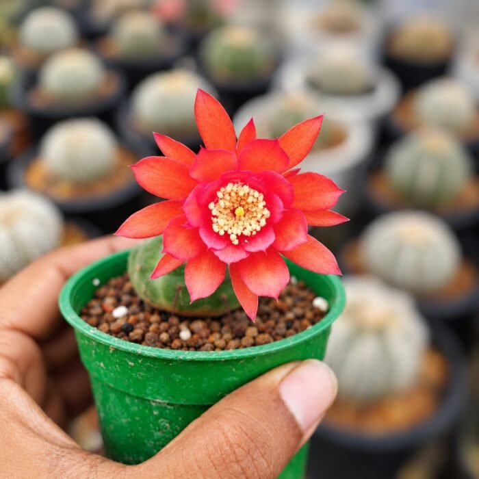 Matucana madisoniorum – Rare Peruvian Flowering Cactus - Image 3