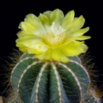 Notocactus Magnificus – Blue Ball Cactus