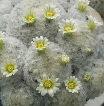 Mammillaria plumosa – The Soft Feather Cactus | Exotic Plant World