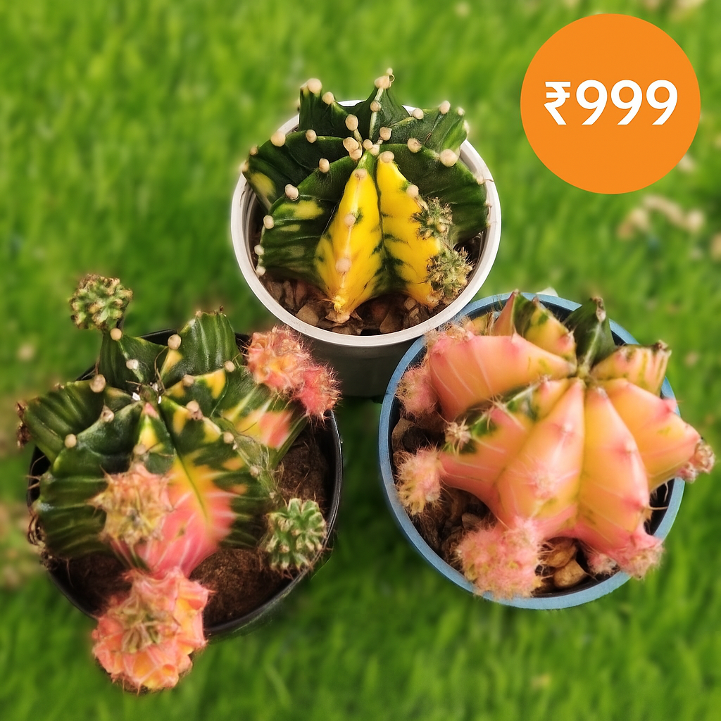 ChatGPT Image Nov 4, 2025, 04_39_37 AM